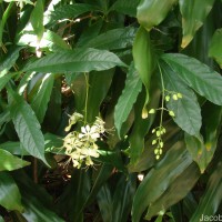 Clerodendrum laevifolium Blume